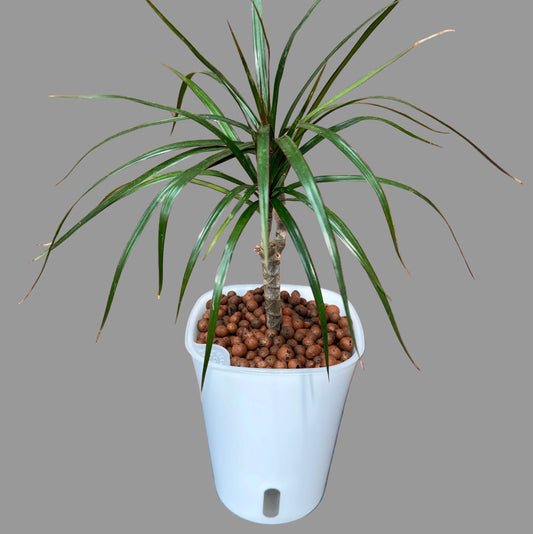 Dracaena Marginata 7 Inch, Pre-Planted