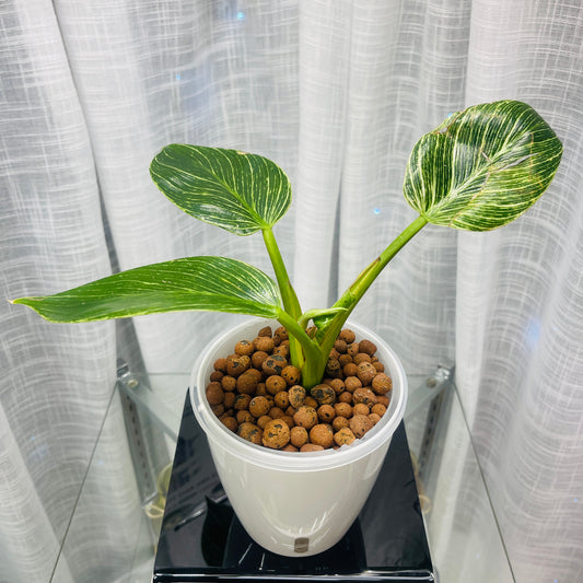 Philodendron Birkin, Pre-Planted