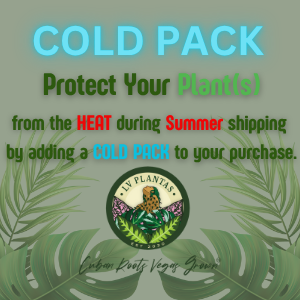Cold Pack - Highly Recommended During Summer Months