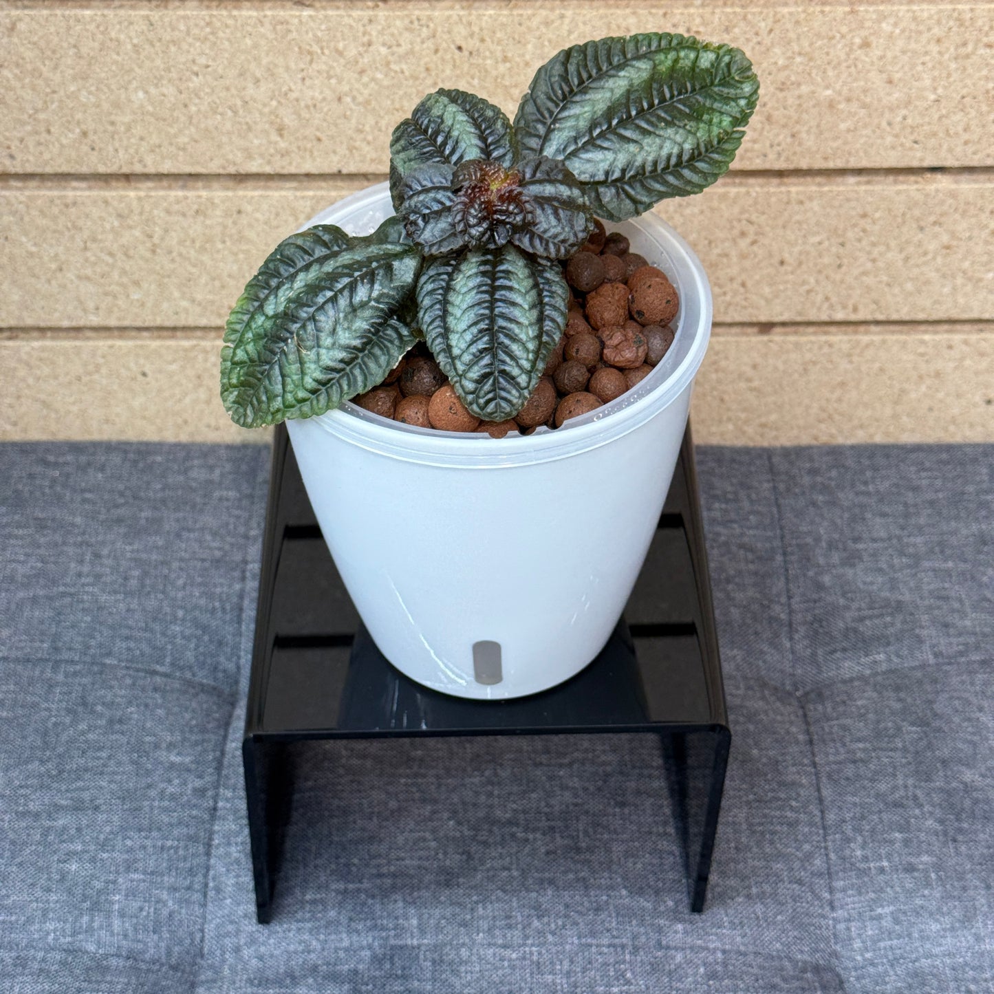 Pilea Cadierei Pan Am, Pre-Planted
