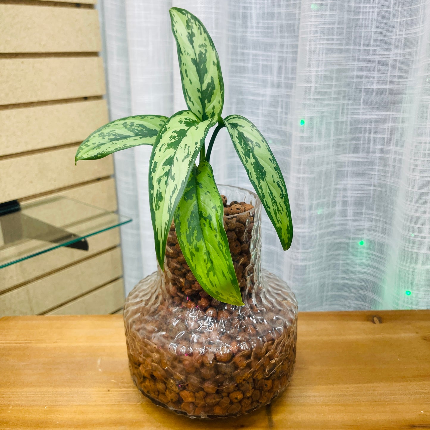 Aglaonema Cutlass Textured Vase, Pre-Planted