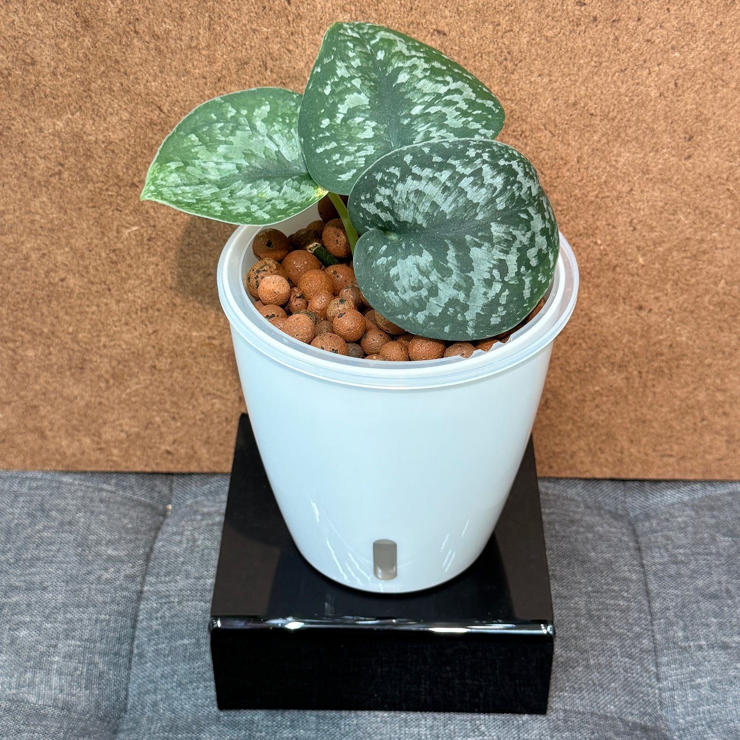 Scindapsus Silver Splash, Pre-Planted