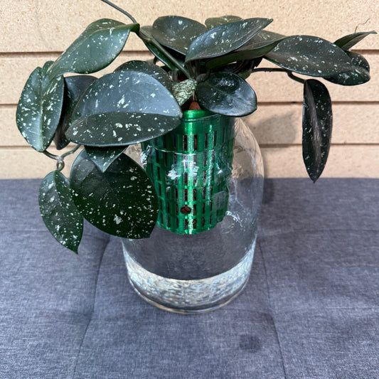 Hoya Carnosa Freckles Splash Self-Watering Vase, Pre-Planted