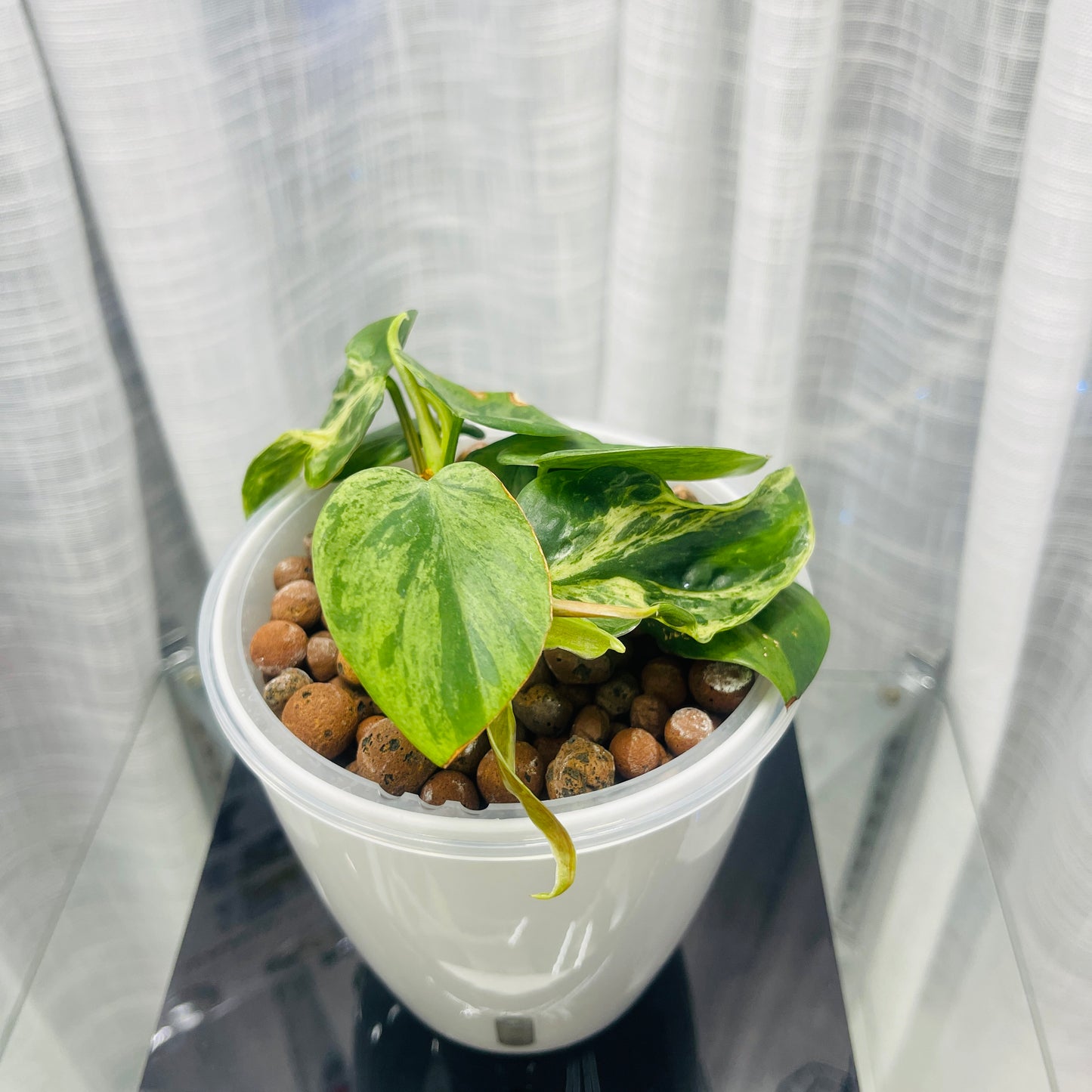 Philodendron Heartleaf Variegated,  Pre-Planted