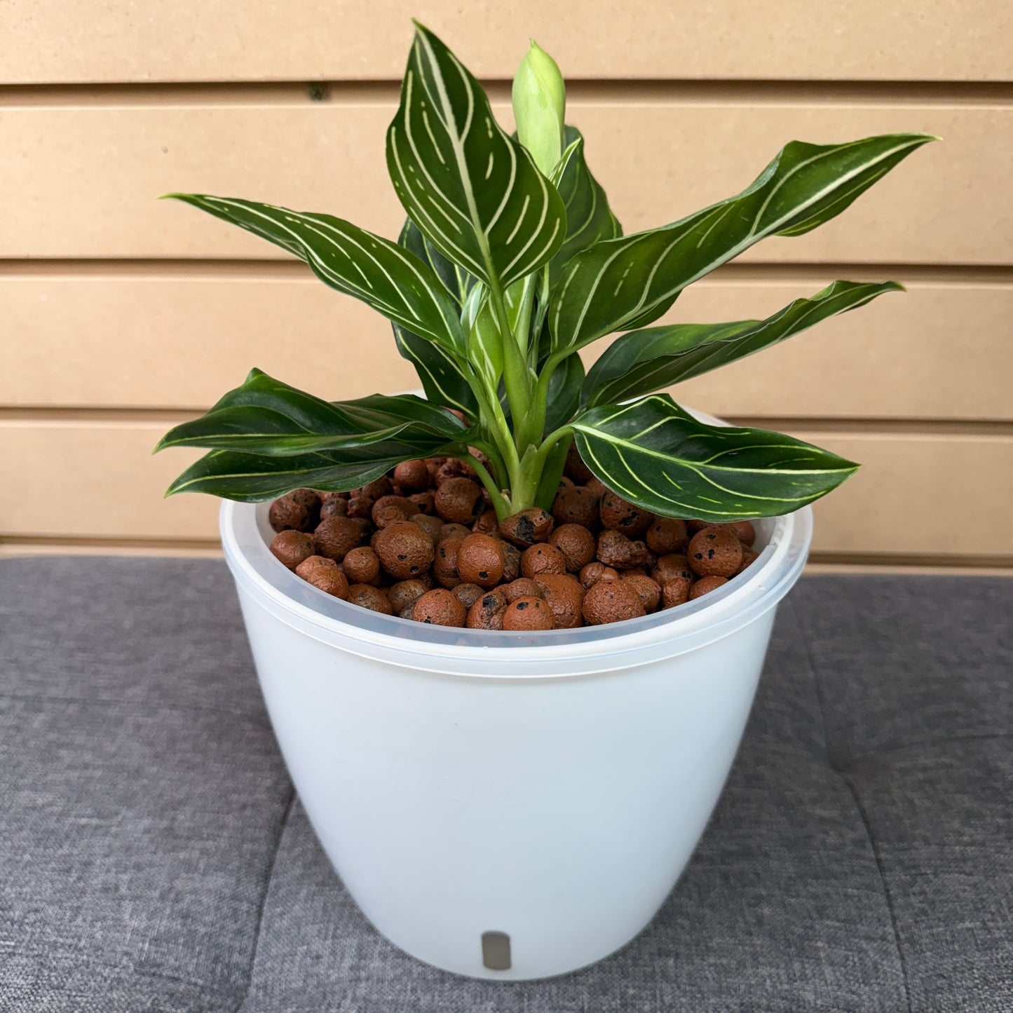 Aglaonema White Vein 7 Inch, Pre-Planted