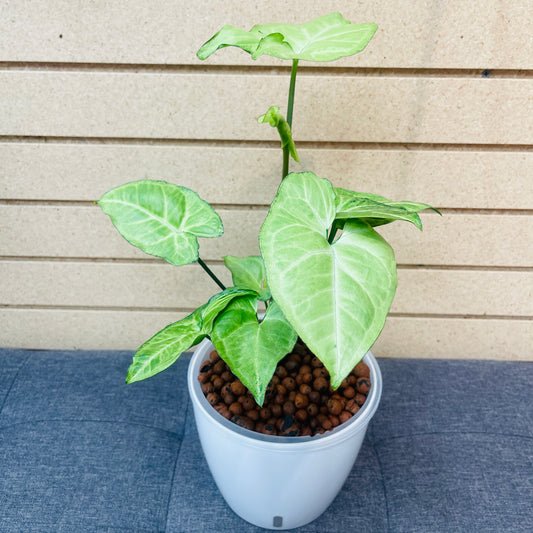 Syngonium White Butterfly Arrowhead 7 Inch, Pre-Planted