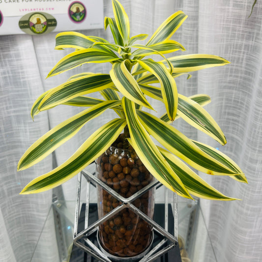 Dracaena Song of India Geometric Vase, Pre-Planted