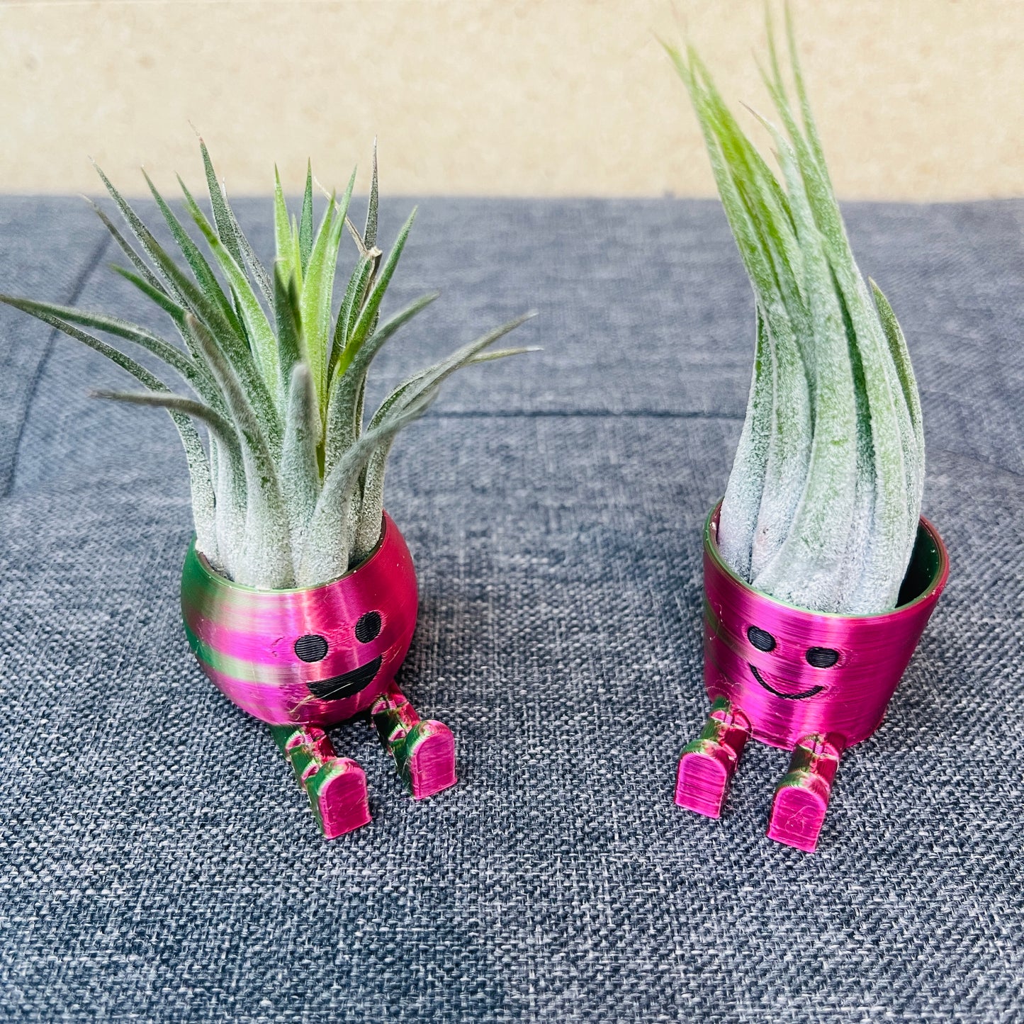 Air Plant & Table Top Pot -  Mini Airhead