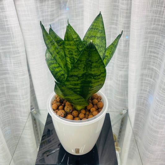 Sansevieria Snake Plant Green Stripe, Pre-Planted