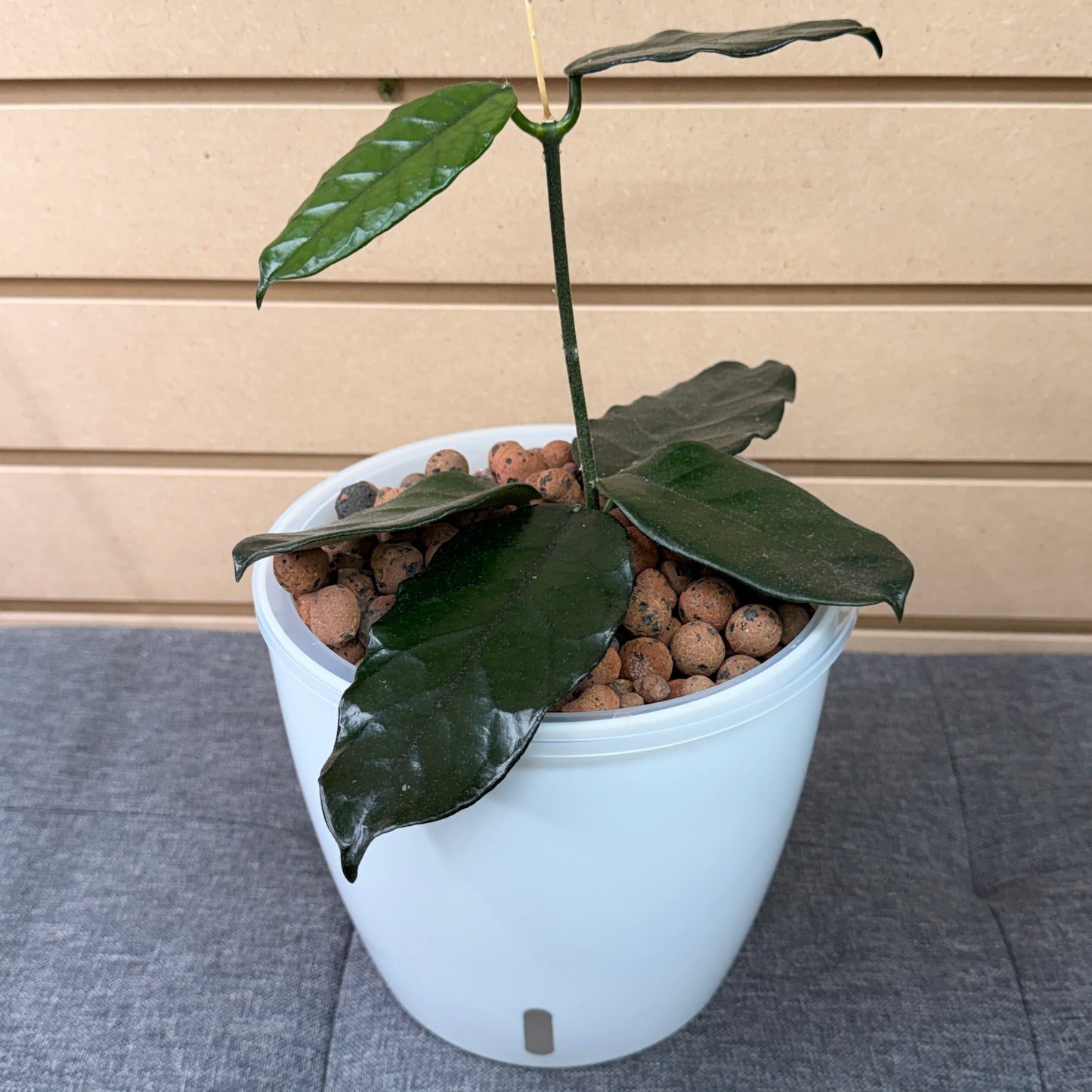 Hoya Globulosa 7 Inch,  Pre-Planted