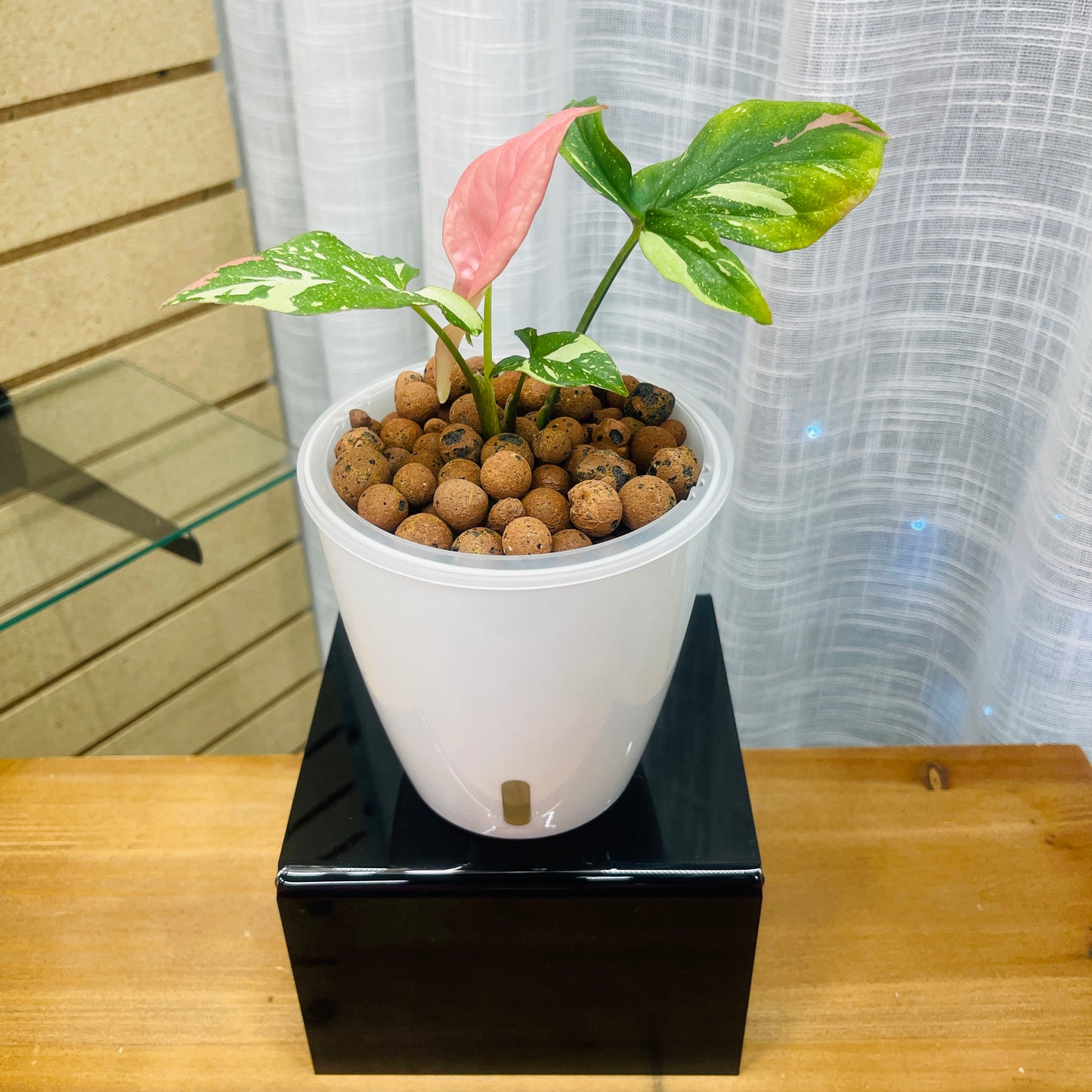 Syngonium Red Spot Tricolor,  Pre-Planted