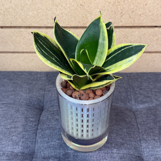 Sansevieria Laurentii Bird's Nest Self-Watering Vase Iredescent, Pre-Planted