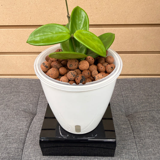 Hoya Vangiengiensis, Pre-Planted