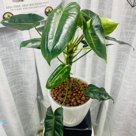 Philodendron Burle Marx 7 Inch,  Pre-Planted