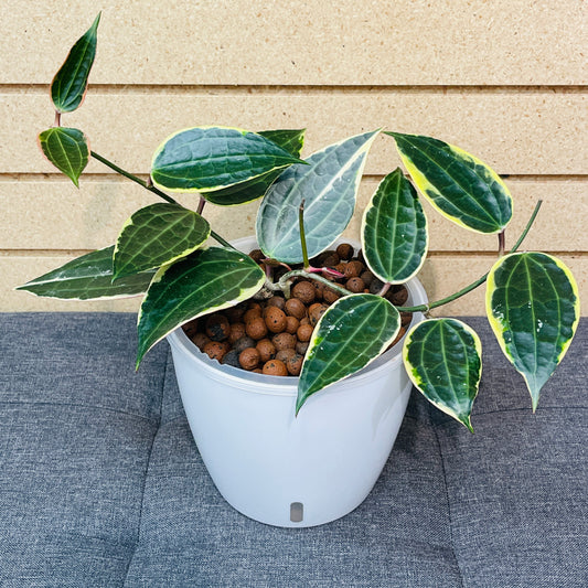 Hoya Macrophylla Variegated 7 Inch,  Pre-Planted