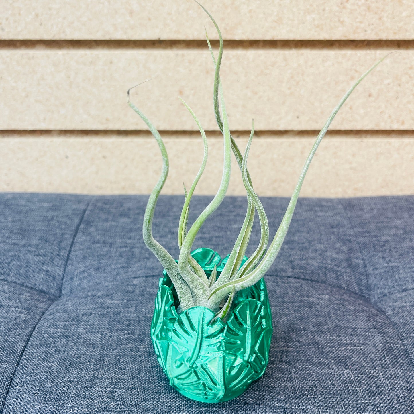 Air Plant & Table Top Pot - Deliciosa Pot