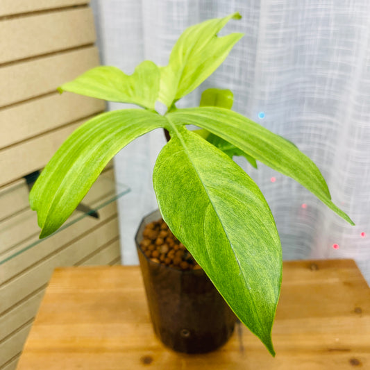 Philodendron Florida Ghost Smokey Enclosed Pot, Pre-Planted