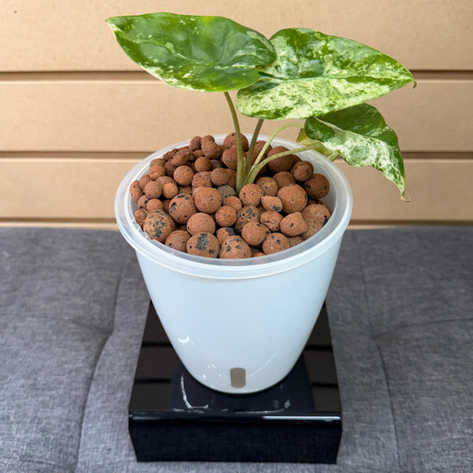 Alocasia Odora Batik Variegated, Pre-Planted