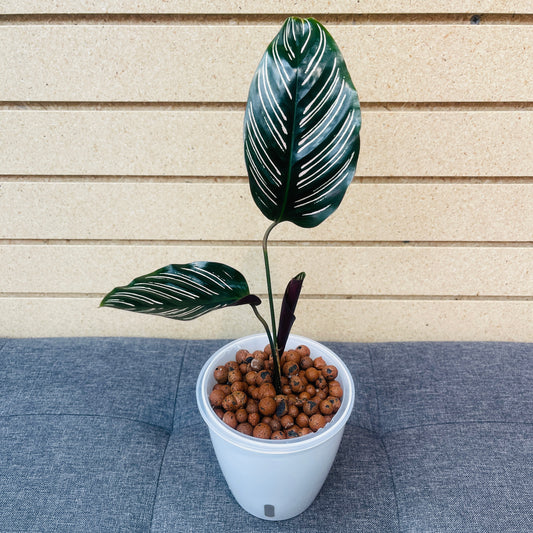 Calathea Pin-Stripe, Pre-Planted