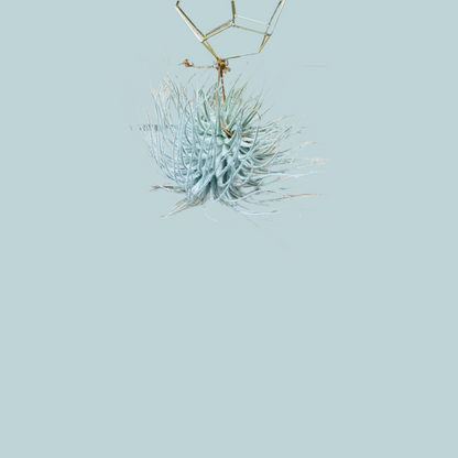 Air Plant Hanging Large