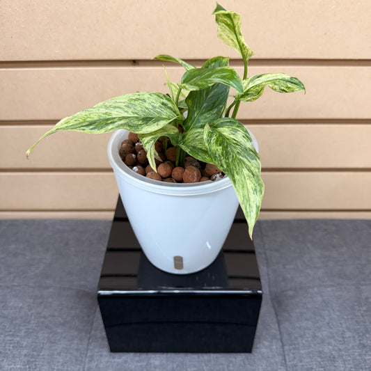 Epipremnum Pinnatum Mint, Pre-Planted