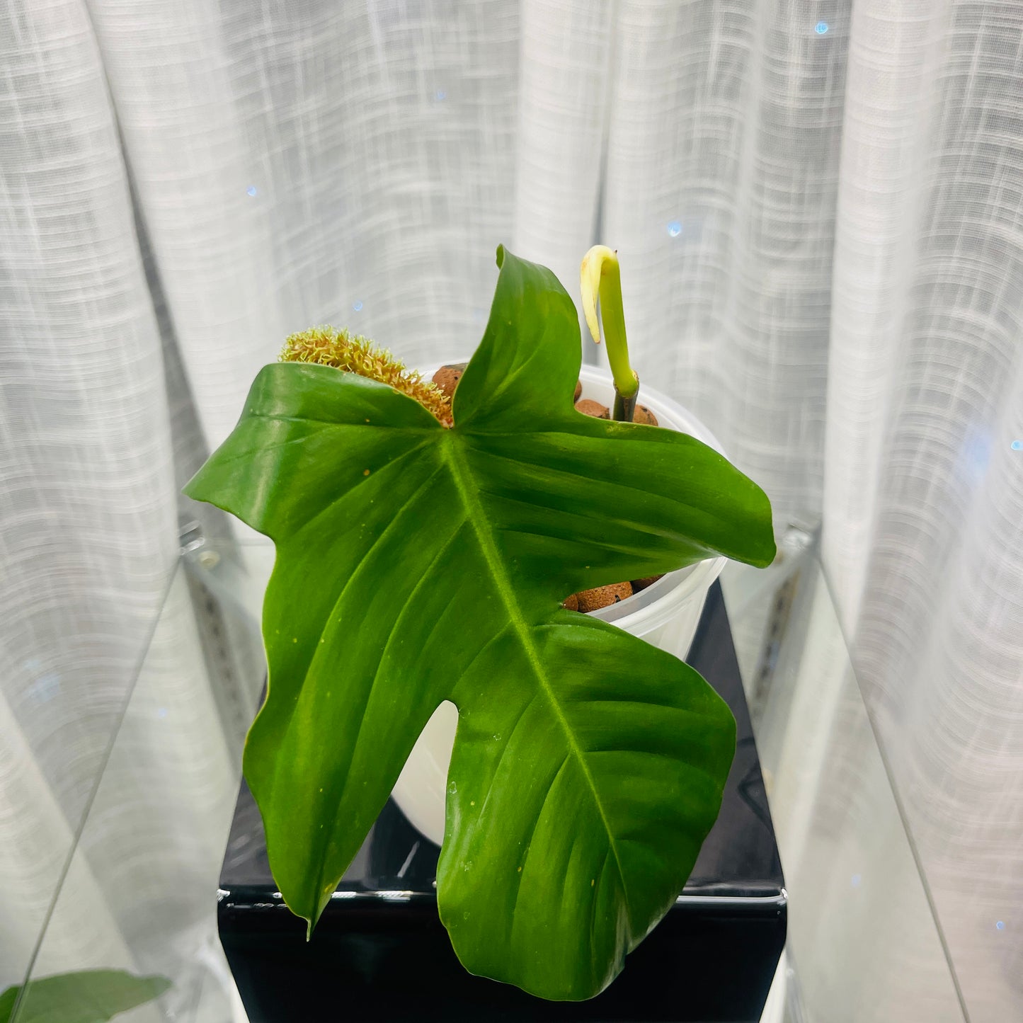 Philodendron Squamiferum Fuzzy Petiole, Pre-Planted