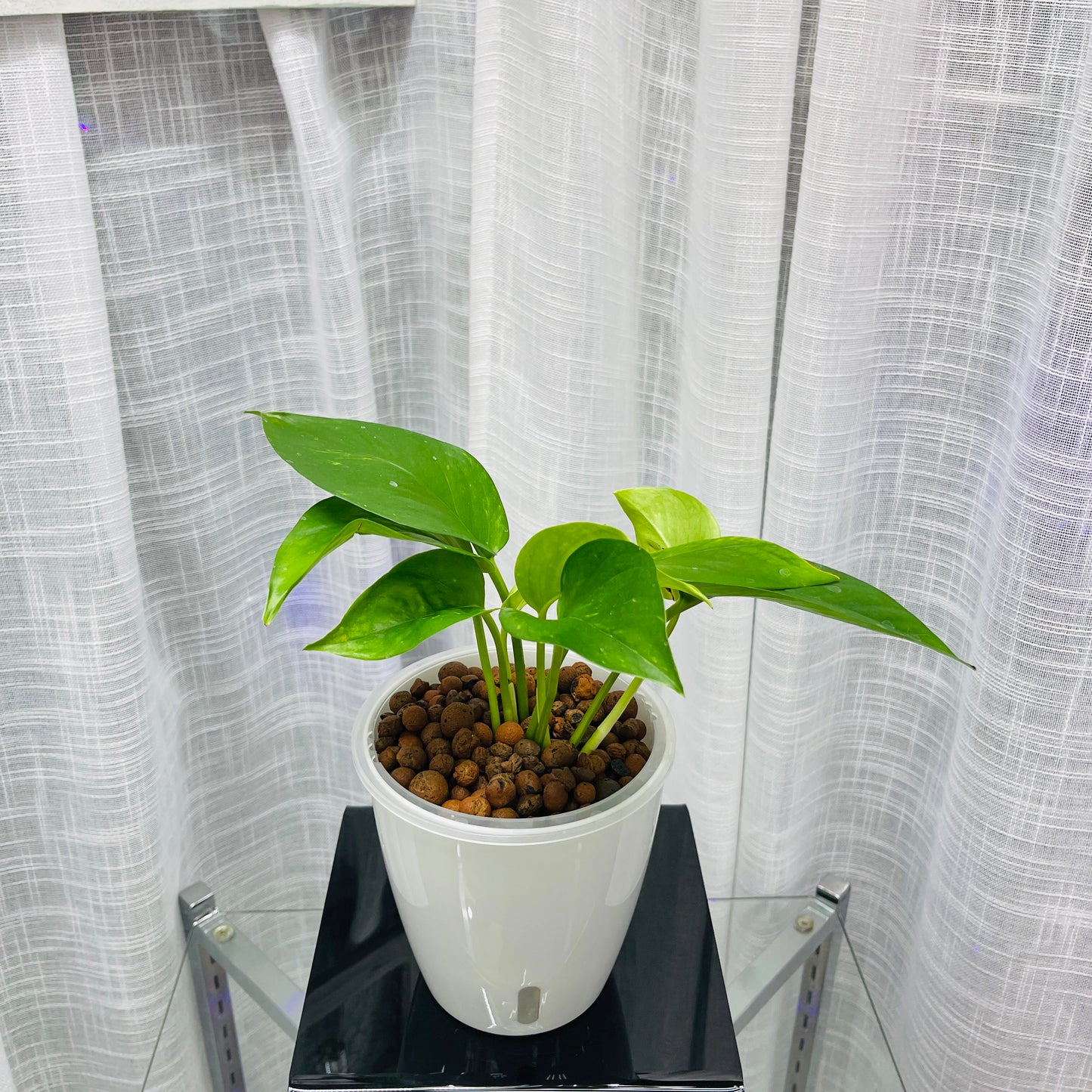 Pothos Hawaiian,  Pre-Planted