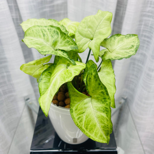 Syngonium White Butterfly Arrowhead, Pre-Planted