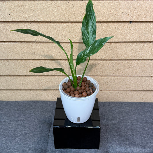 Peace Lily Variegata, Pre-Planted