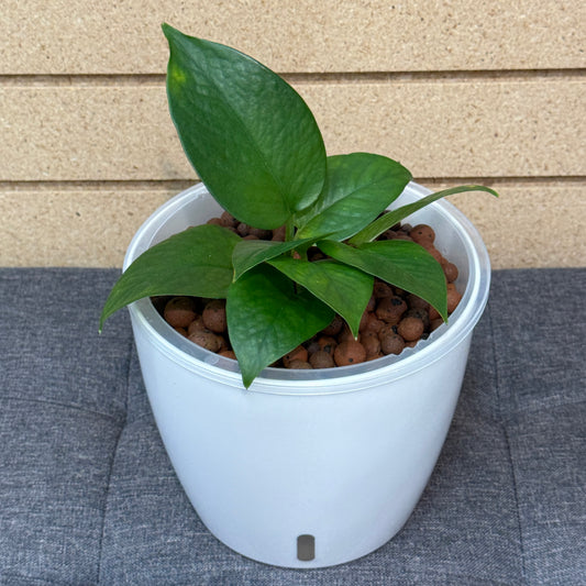 Pothos Green Queen 7 Inch, Pre-Planted