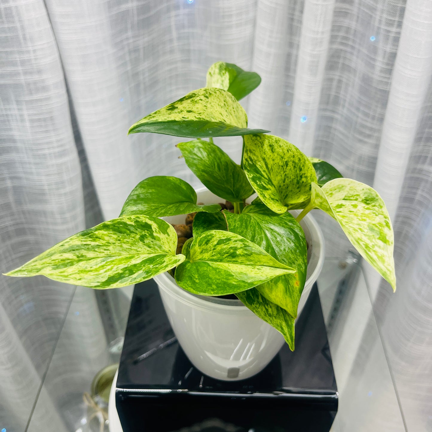 Pothos 'Snow Queen' Epipremnum Aureum 'Snow Queen',  Pre-Planted