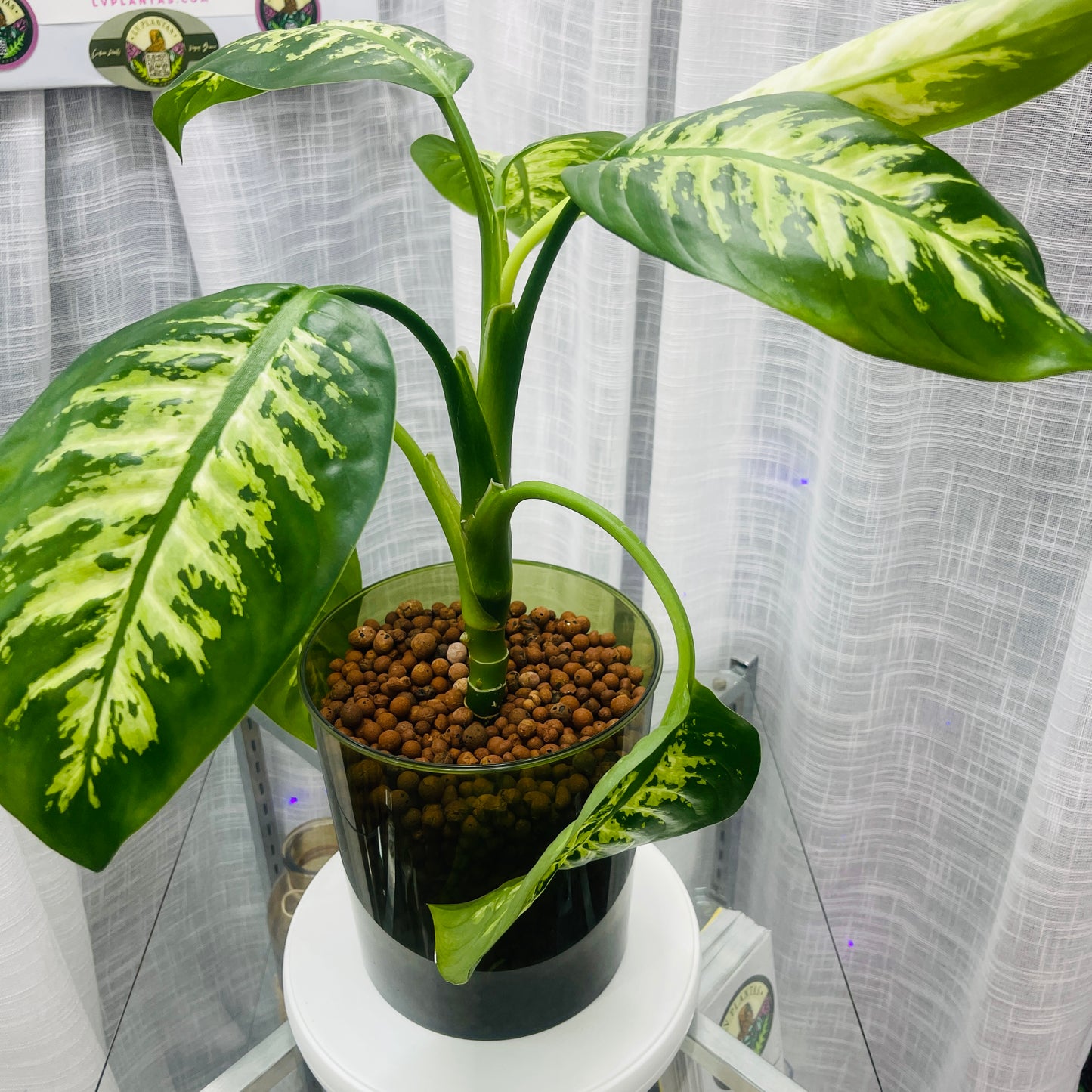 Dieffenbachia Tropical Snow Green Enclosed Pot, Pre-Planted