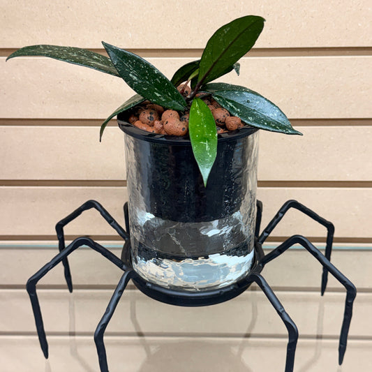 Hoya Pubicalyx Royal Hawaiian Self-Watering Vase Spider,  Pre-Planted