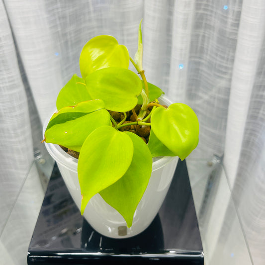 Philodendron Cordatum Heartleaf Neon,  Pre-Planted