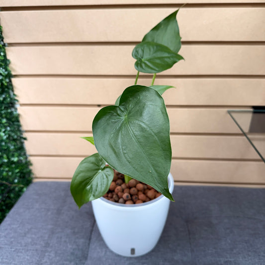 Alocasia Tiny Dancers 7 Inch, Pre-Planted