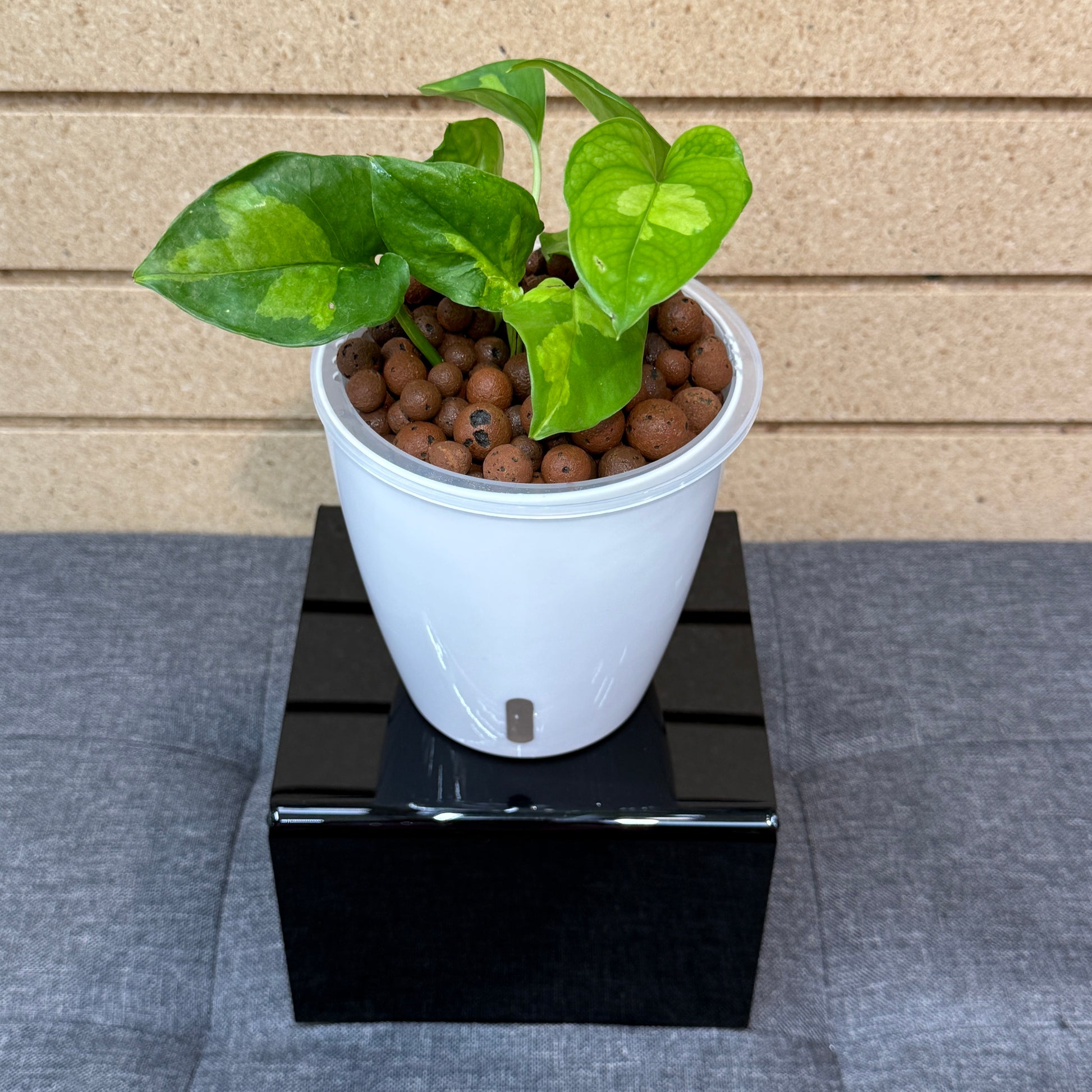 camouflage pothos Pothos Global Green, Pre-Planted – LV Plantas
