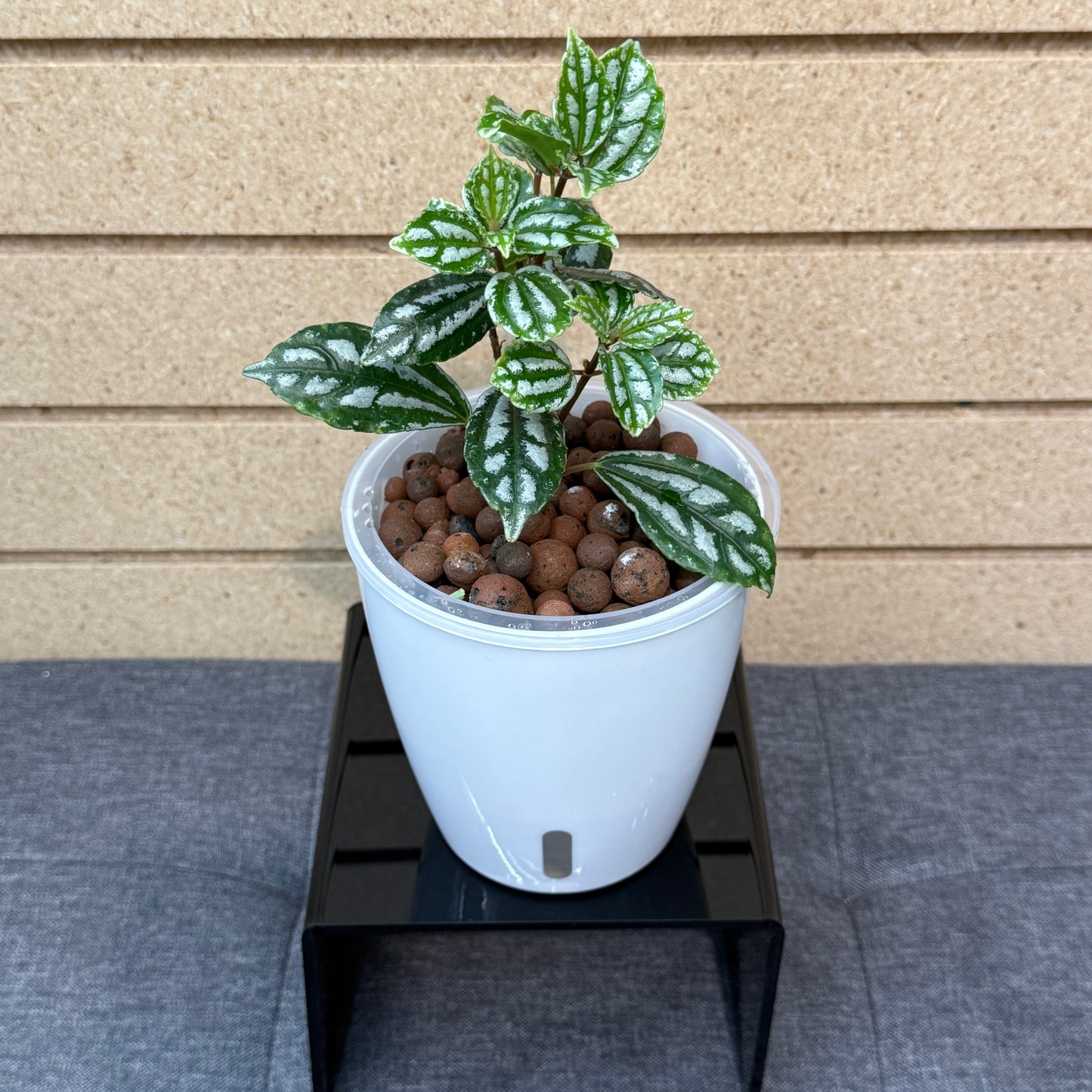 Pilea Cadierei Minima, Pre-Planted