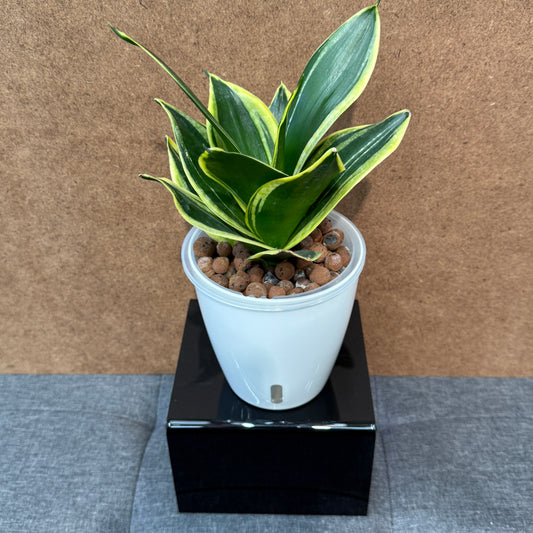 Sansevieria Bird's Nest Laurentii, Pre-Planted