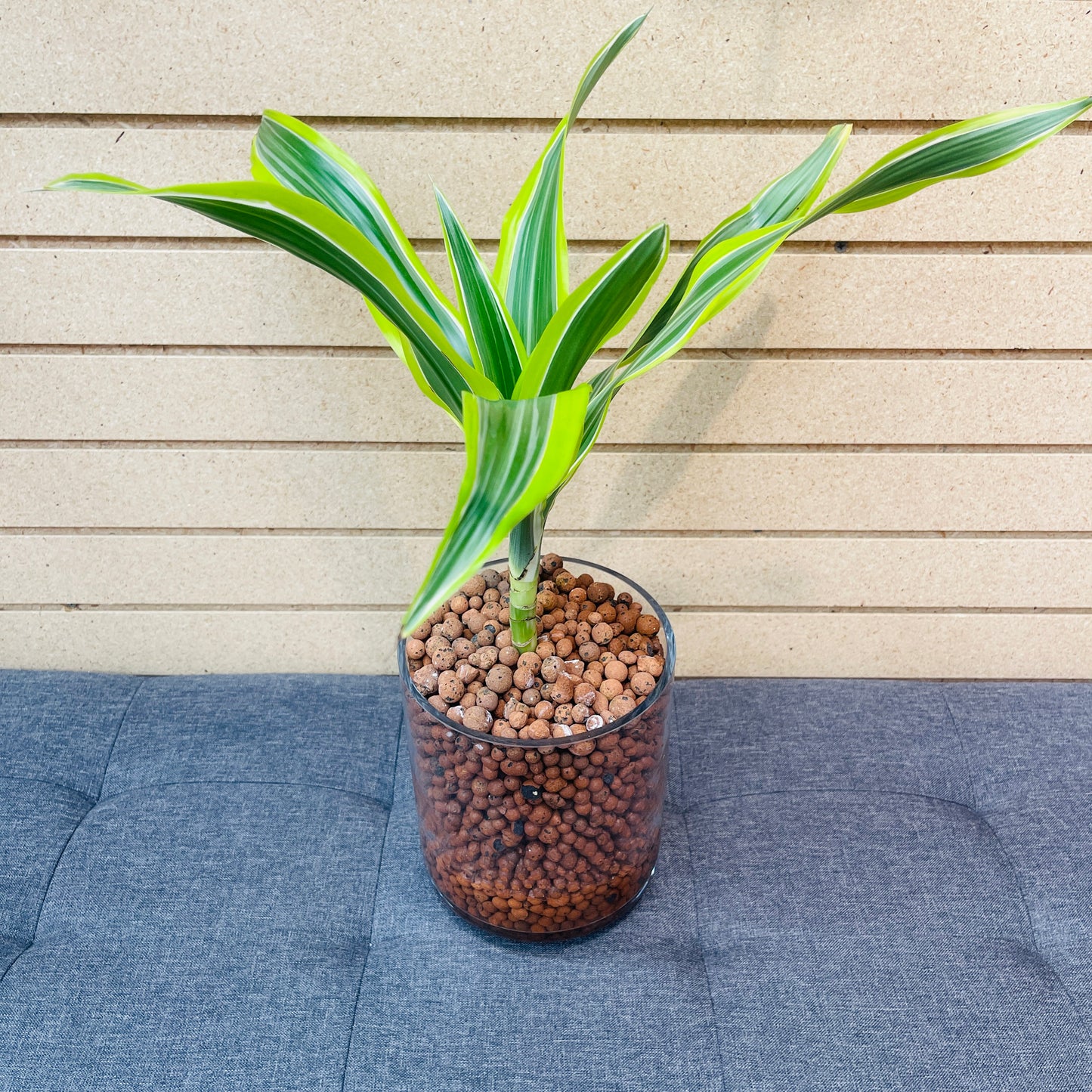 Dracaena Lemon Lime Medium Floating Pedestal Vase, Pre-Planted