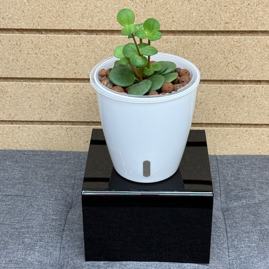 Peperomia Hope, Pre-Planted