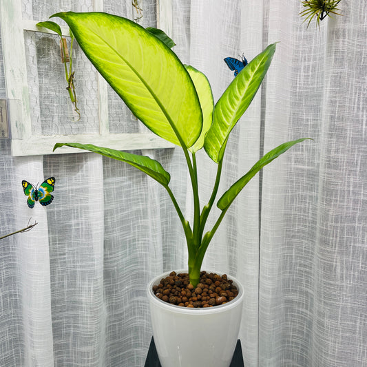 Dieffenbachia Tropic Marianne 7 Inch, Pre-Planted