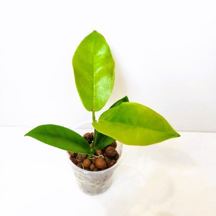 Hoya Skinneriana, “Dee’s Big One”, Wax leaf plant