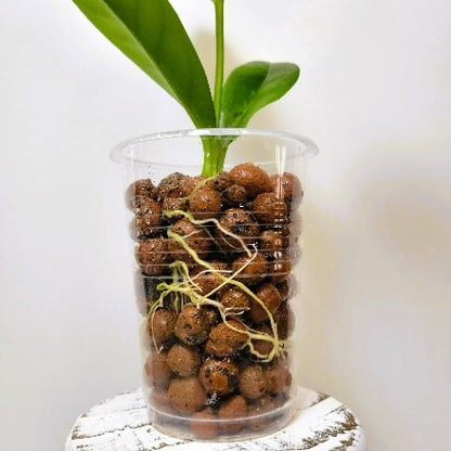 Hoya Skinneriana, “Dee’s Big One”, Wax leaf plant