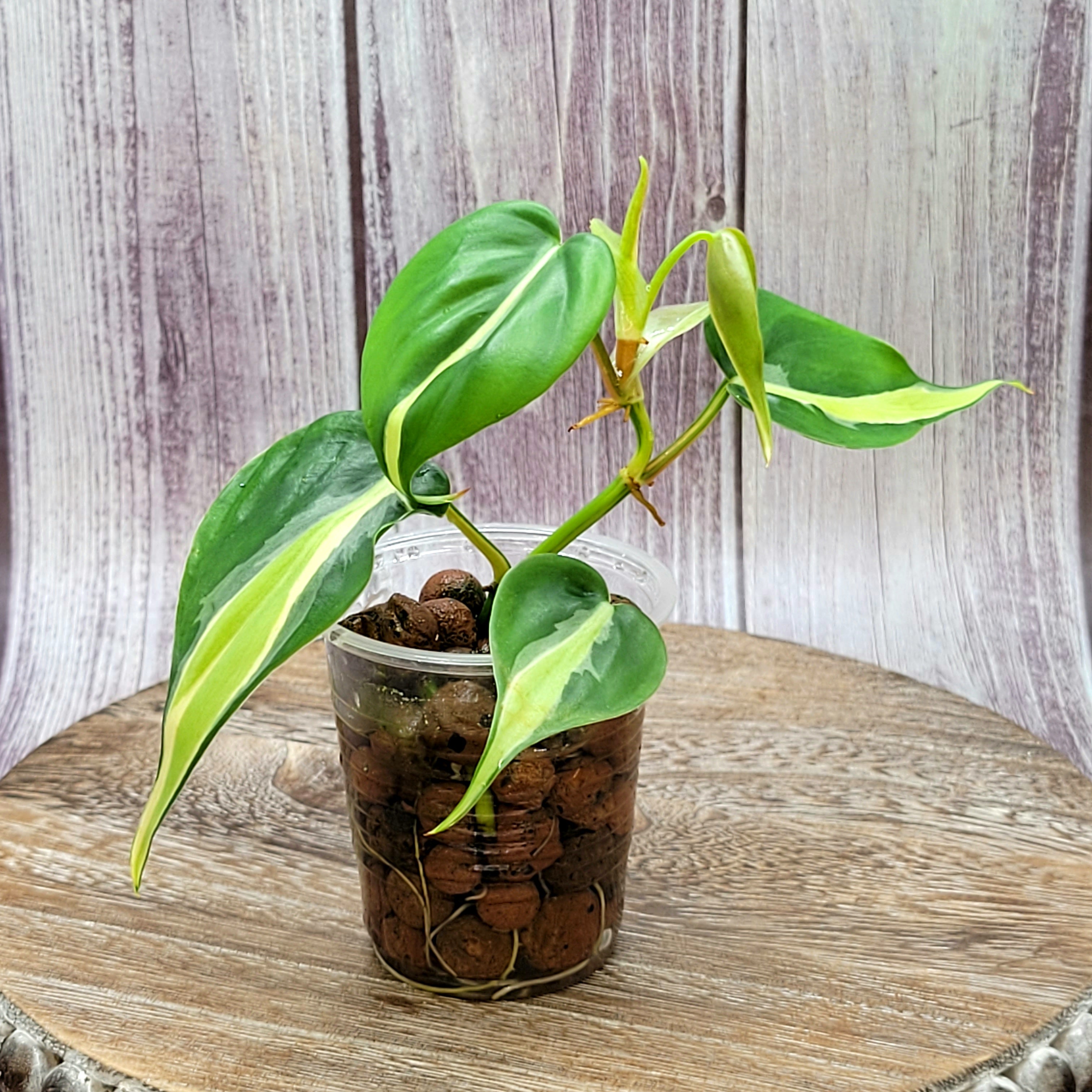 Philodendron – LV Plantas