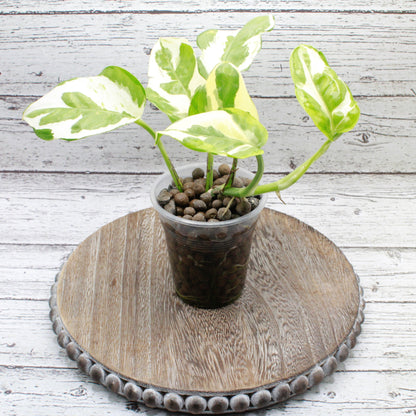 Epipremnum Aureum Pearls and Jade, Pearls and Jade Pothos Devil's Ivy