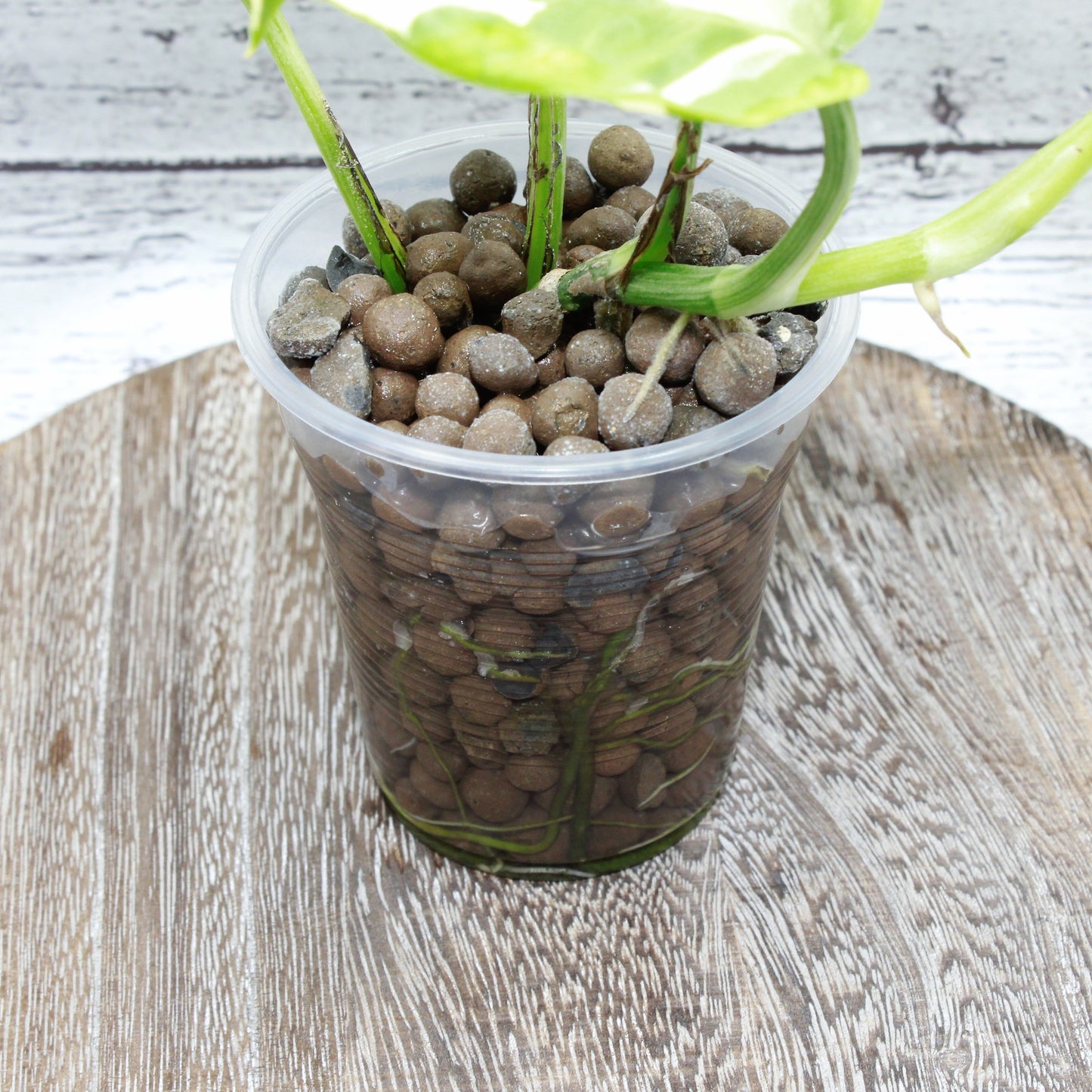 Epipremnum Aureum Pearls and Jade, Pearls and Jade Pothos Devil's Ivy