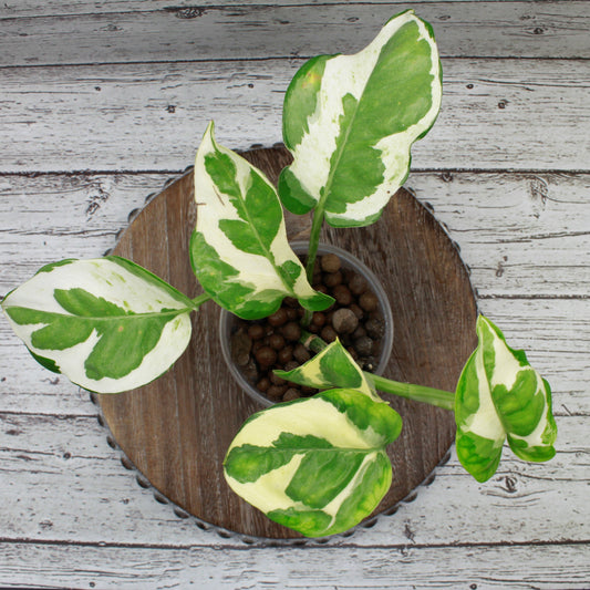 Epipremnum Aureum Pearls and Jade, Pearls and Jade Pothos Devil's Ivy