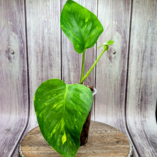 Pothos Hawaiian, Devil's Ivy, Epipremnum Aureum