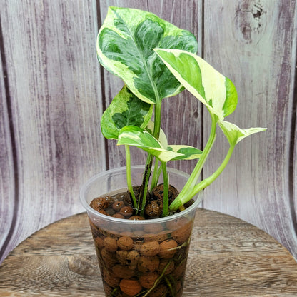 Pothos N' Joy, Epipremnum Pinnatum N' Joy