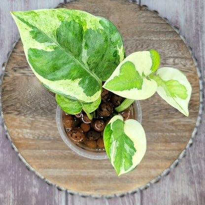 Pothos N' Joy, Epipremnum Pinnatum N' Joy